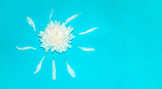Flowers composition made of white flowers on blue background. Flat lay, top view