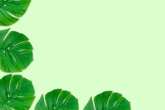 Monstera leaves summer on green background. Copy space concept and top view