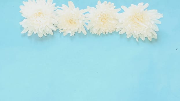 Flowers composition made of white flowers on blue background. Flat lay, top view