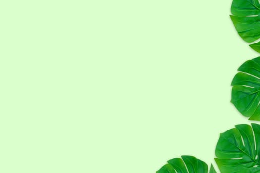 Monstera leaves summer on green background. Copy space concept and top view
