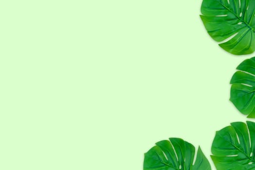 Monstera leaves summer on green background. Copy space concept and top view