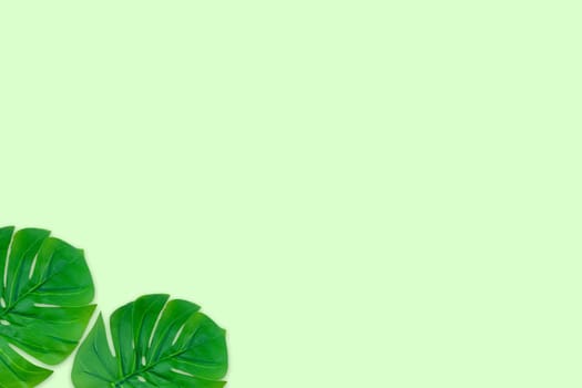Monstera leaves summer on green background. Copy space concept and top view