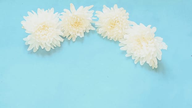 Flowers composition made of white flowers on blue background. Flat lay, top view