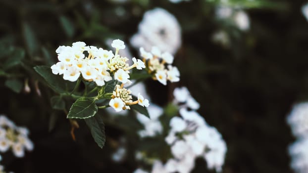 Little white flower with Tropical leaves, abstract green leaves texture, nature background