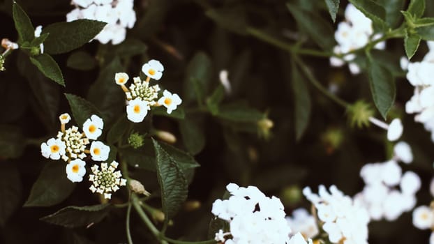 Little white flower with Tropical leaves, abstract green leaves texture, nature background