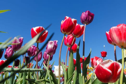 Red tulips background. Beautiful tulip in the meadow. Flower bud in spring .
