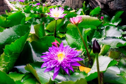 Beautiful purple water lily or lotus flower in pond dark green background