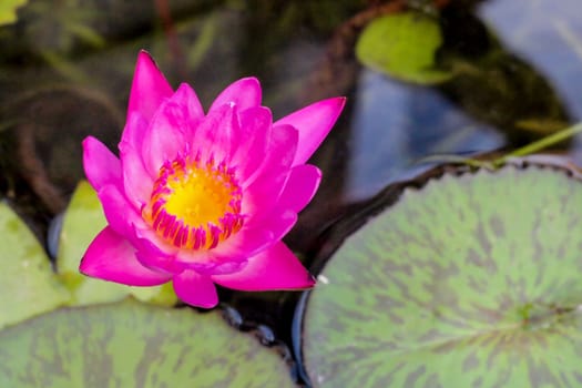 Beautiful purple water lily or lotus flower in pond dark green background