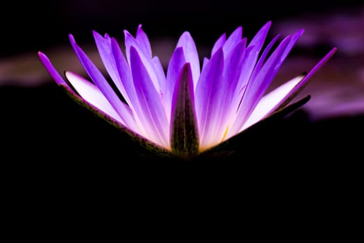 Beautiful purple water lily or lotus flower in pond dark green background