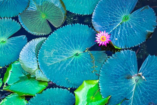 Beautiful purple water lily or lotus flower in pond dark green background