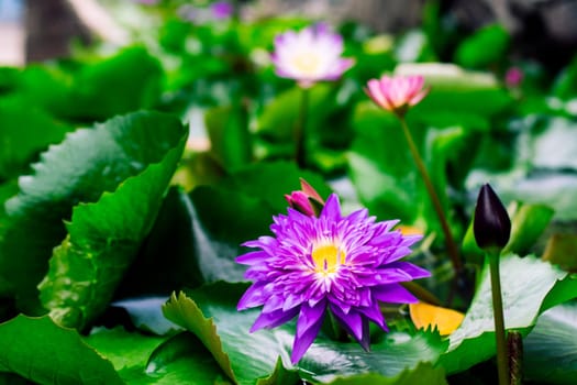 Beautiful purple water lily or lotus flower in pond dark green background