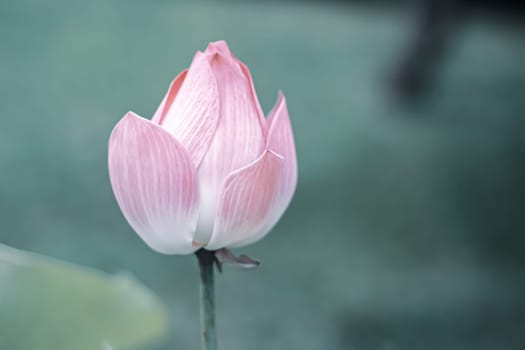 Beautiful purple water lily or lotus flower in pond dark green background