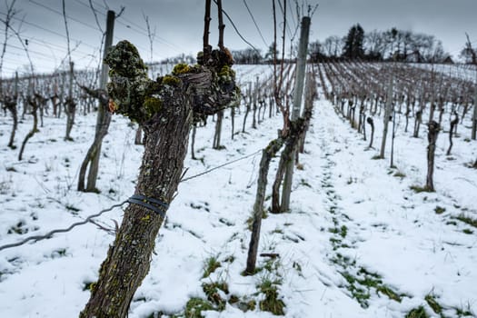 Old gnarled vine with moss and lichen and snow focus on foreground