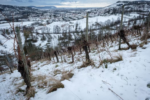 Vines in vineyard with winter snow landscape