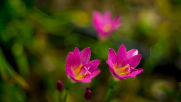Selective focus of pink Zephyranthes Lily .pink rain lily spring flowers on blurred nature Bokeh background.