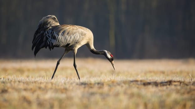 common crane, grus grus, searching for food in dry grass in autumn nature. Long-leged feathered animal walking on field in fall. Grey bird marching on meadow.