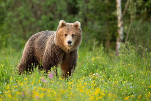 Brown bear, ursus arctos, standing on blooming glade in spring nature. Large mammal looking to the camera in yellow wildflowers. Big predator watching on green grass in national park in Slovakia.