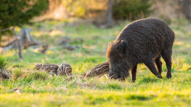 Wild boar, sus scrofa, family feeding on pasture in spring nature. Adult swine with striped piglets grazing on grassland in sunlight with copy space.