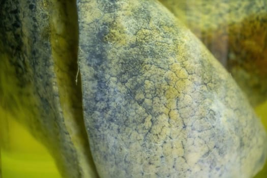 Concept of medical problem caused by air pollution and smoking. Clouse-up of human lung with dark spots conserved in formaldehyde. Victim of unhealthy lifestyle.