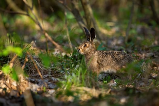 Juvenille brown hare, lepus europaeus, standing in forest during sunny spring day. Wild rabbit looking in woodland from side view. Young mammal observing in wilderness.