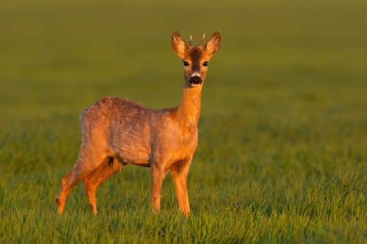 Young roe deer, capreolus capreolus, buck standing on meadow in springtime sunset. Brown mammal looking on sunlit grassland in evening sun. Antlered animal staring on glade in sunlight.