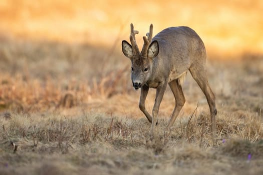 Roe deer, capreolus capreolus, walking on dry field in sunny spring nature. Roebuck with new velvet antlers marching on meadow. Brown animal moving on steppe.