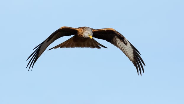 Magnificent red kite, milvus milvus, in flight on the blue sky from front. Feathered huge animal hovering in the air. Bird of prey with open wings in clear nature.