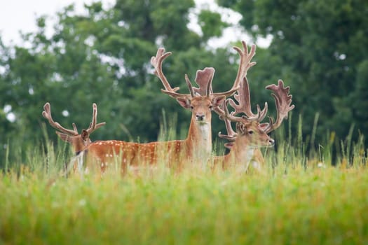 Herd of fallow deer, dama dama, stags with antlers wrapped in velvet standing on meadow in spring. Group of wild animals looking into camera. Spotted mammal on a hayfield with green grass.