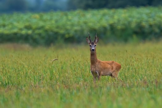 Roe deer, capreolus capreolus, buck standing on agricultural field with copy space. Mammal with antlers in summer looking in front of sunflowers from side view.