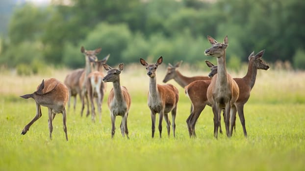 Red deer, cervus elaphus, herd standing on green meadow in spring nature. Group of animals looking on pasture in springtime. Many mammals observing on glade.