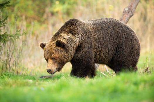Large brown bear, ursus arctos, male walking through spring meadow with head down and sniffing. Massive mammal with long fur looking for food in grass in nature.