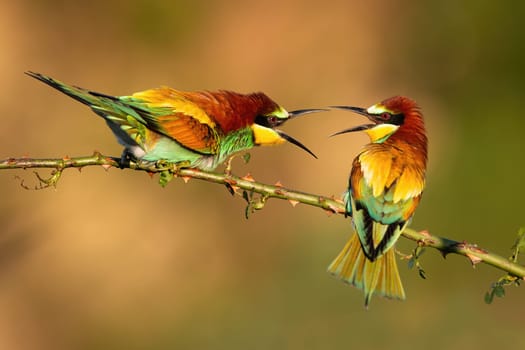 Two european bee-eatesr, merops apiaster, dueling over territory on a rosehip twig with thorns. Couple of colorful birds fighting with open beaks in summer at sunset.