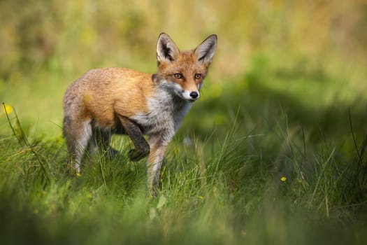 Curious red fox, vulpes vulpes, rising one leg and approaching from front on glade in summer nature. Mammal with orange fur walking through a meadow with green grass illuminated by morning sun