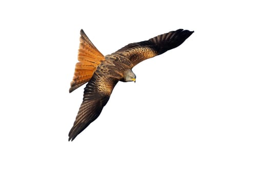 Red kite, milvus milvus, in flight from above isolated on white background. Dark bird of prey hovering in the air with copy space. Brown wild animal with spread wings cut out on blank.