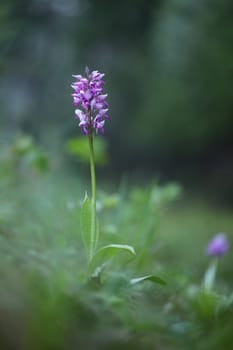 Military orchid, orchis militaris, growing in spring forest in vertical composition. Pink and purple flower blossoming in nature from low angle perspective. Endangered plant blooming on meadow.