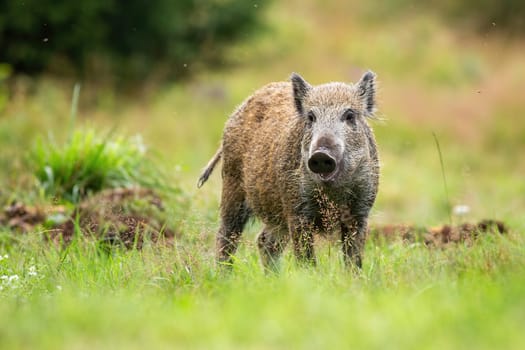 Cute wild boar, sus scrofa, piglet looking into camera on a green meadow in summer nature. Young wild animal with brown fur staring on a glade frm low angle perspective.