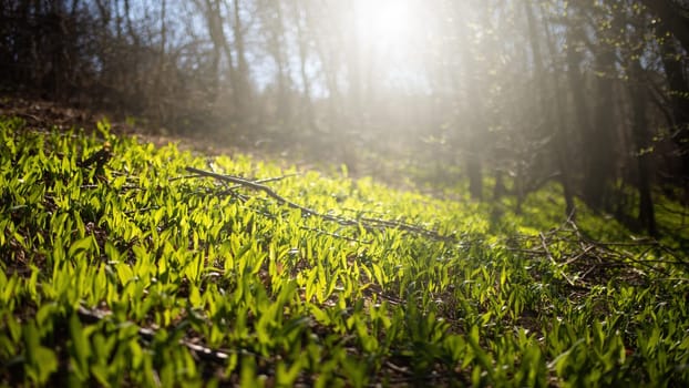 Green bear garlic, allium ursinum, growing on glade in spring forest backlit by morning sun. Buckram leaves on the ground with copy space. Meadow with wild herbs in nature.