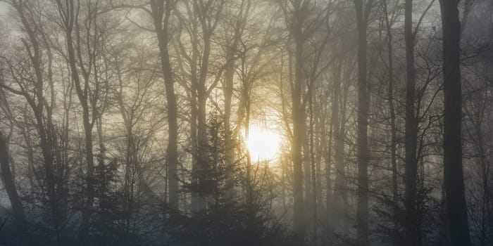 Orange sunrise behind tall trees on a foggy morning on a cold winter day in the Spessart, Bavaria, Germany