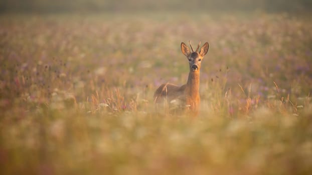 Young roe deer, capreolus capreolus, buck standing in morning mist on a meadow in summer at sunrise with copy space. Front view of animal wildlife on a blooming hay field illuminated by sun.