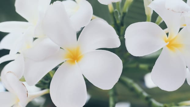 Tropical flowers frangipani (Plumeria) . Beautiful white Plumeria rubra flower