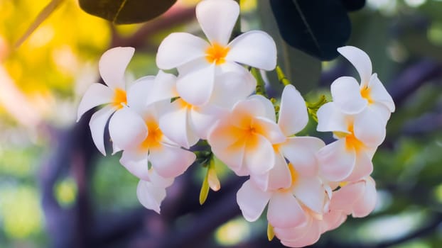 Tropical flowers frangipani (Plumeria). Beautiful white Plumeria Rubra flower