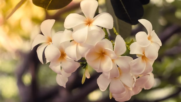 Tropical flowers frangipani (Plumeria). Beautiful white Plumeria Rubra flower