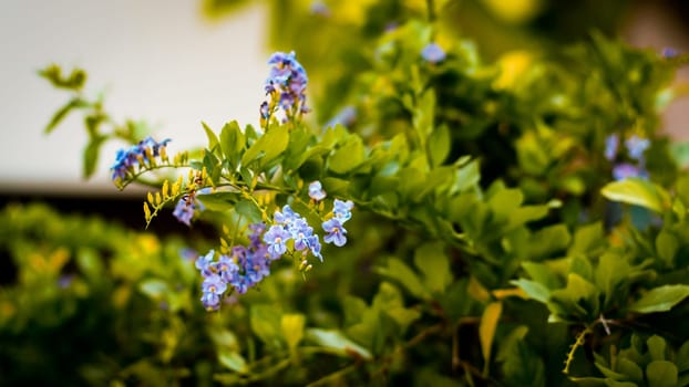 Nature Minimal Concept - Green Leaves Background with small little violet flower