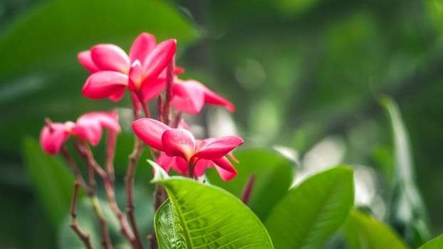Tropical flowers frangipani (Plumeria) . Beautiful red Plumeria rubra flower