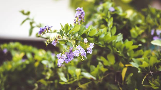 Nature Minimal Concept - Green Leaves Background with small little violet flower