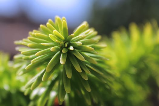 Closeup of the needle tips on a fir tree.