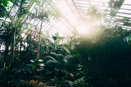 Greenhouse with tropical plants. Banana tree, monstera, palms. Sunlight. High quality photo