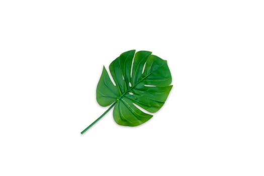 Monstera leaves summer on white background. Copy space concept and top view