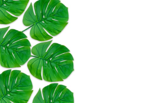 Monstera leaves summer on white background. Copy space concept and top view