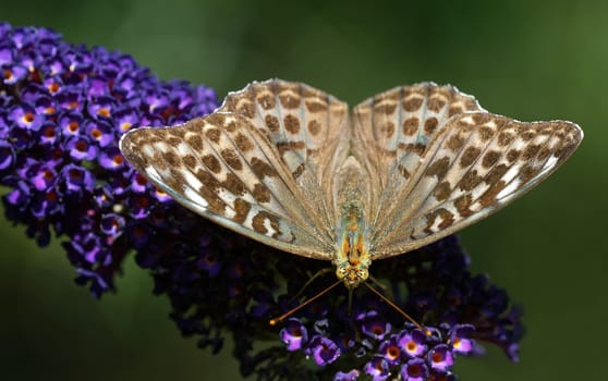 Argynnis paphia f. valesina- Brauner Kaisermantel